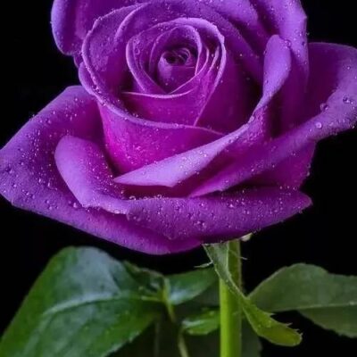 各种颜色玫瑰鲜花图片