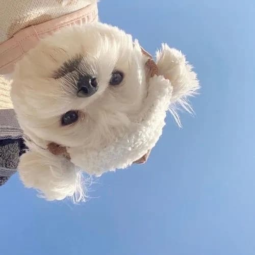 有品位耐看一看就舒心的图片微信头像_13