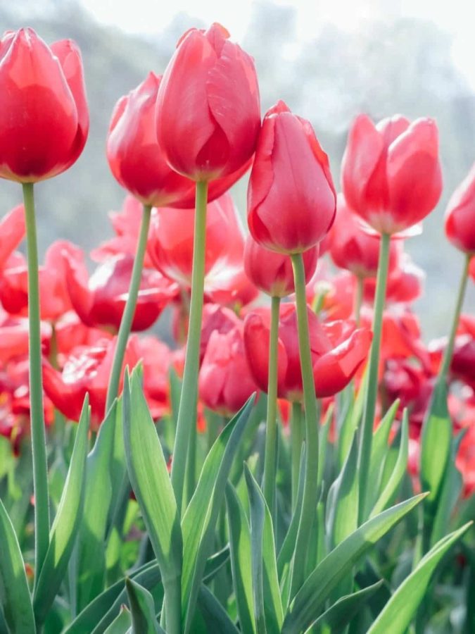 粉色郁金香鲜花微信头像高清图片_11