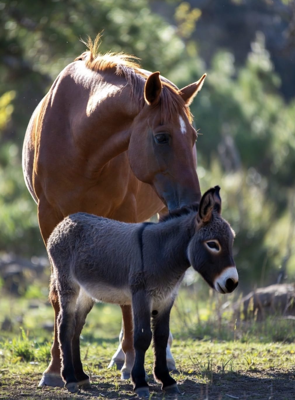 一头高大的雄马爬上一头小毛驴图片_4