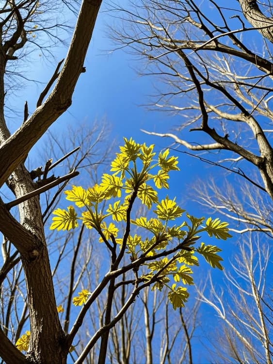春天朋友圈配图枯木逢春，万物新生_2